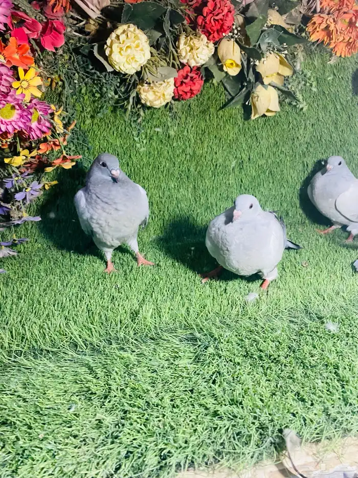 للبيع طبات زواجل ايس 1