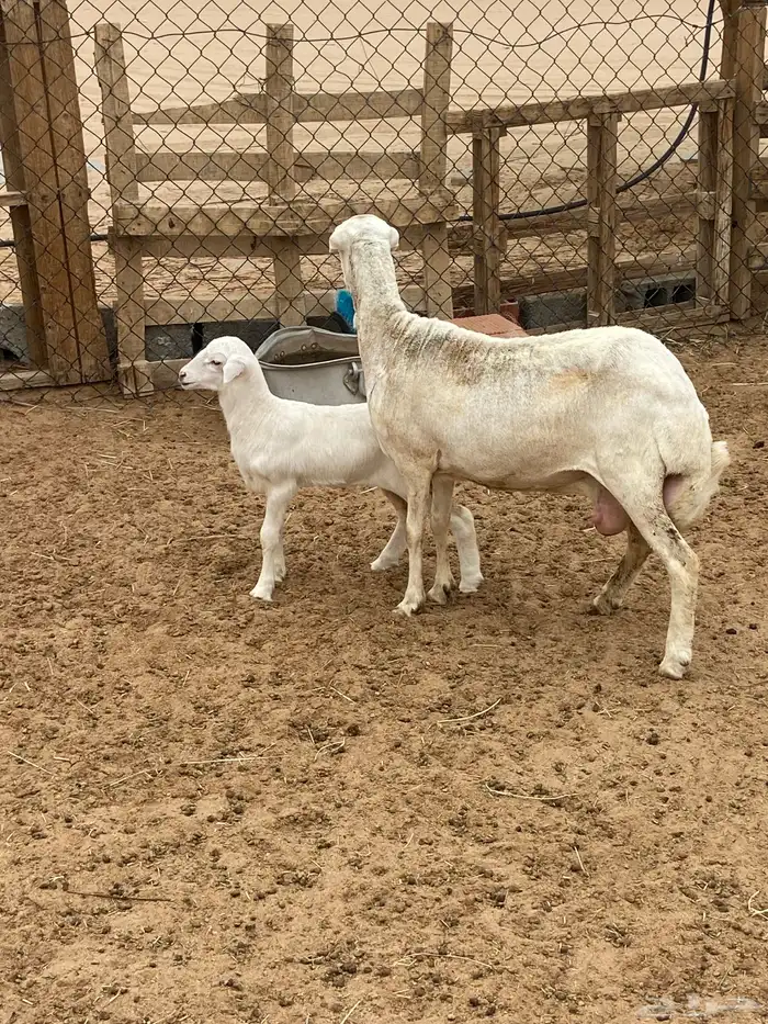 نعجه سديس عليها رخل 2