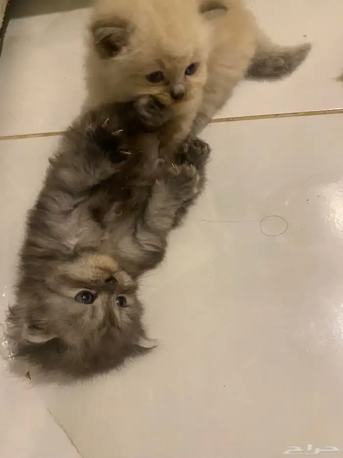 قطط صغيره للبيع 3