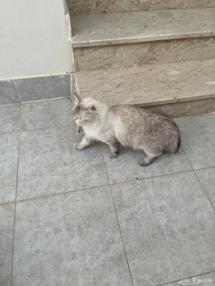 قطة قطط بسه بكامل أغرضها 0