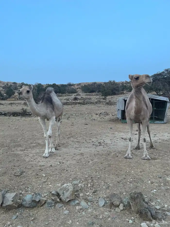 ابل 1
