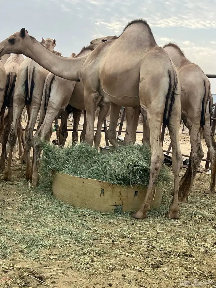 قعدان مفاريد كفو للبيع أتواصل 11