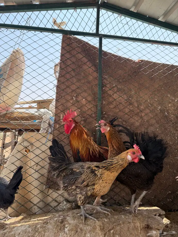 دجاج للبيع 3