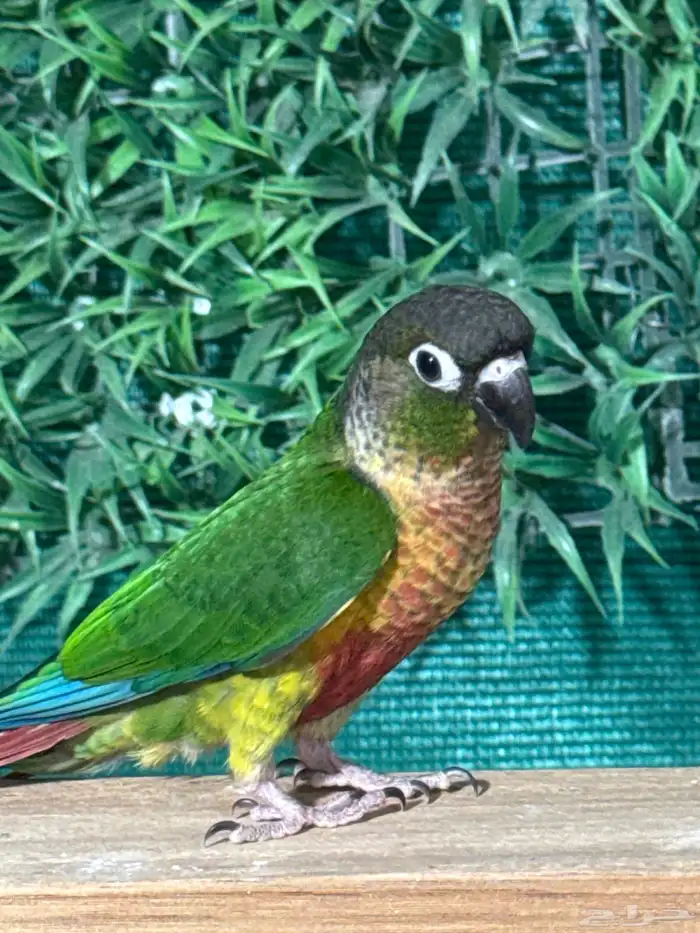 كنيور يلوسايد رد فاكتور اليف وهدد تم البيع 0