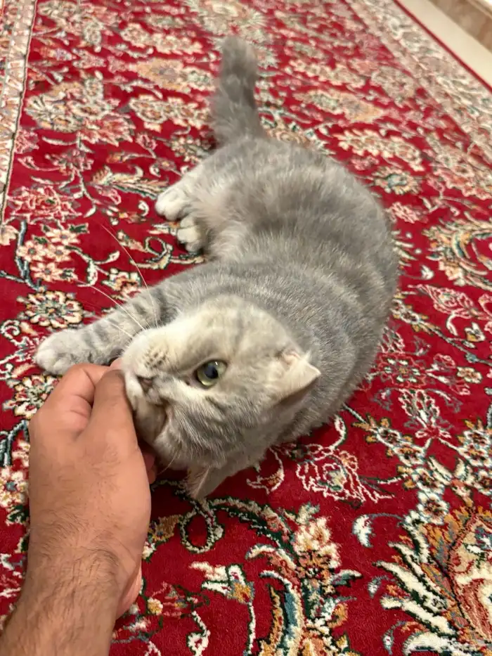 قطتين للبيع 3