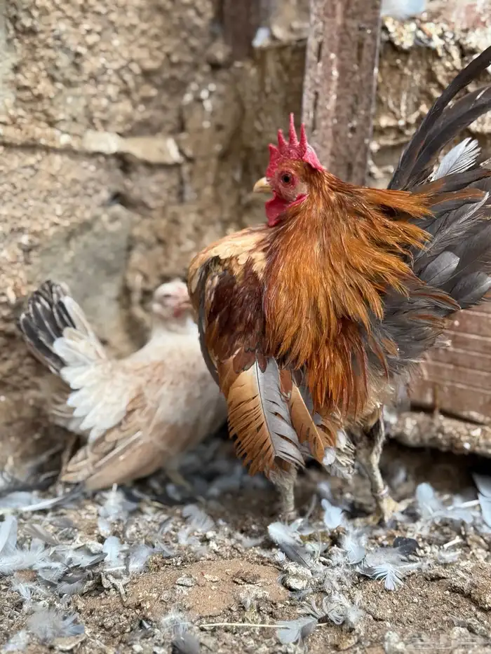 دجاج 0