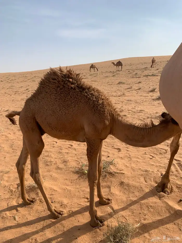 قعدان 2الوضح والشعل 1