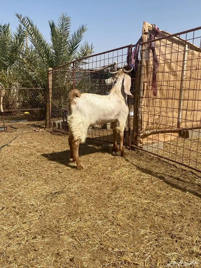 تيس فحل 4