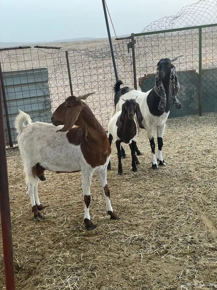 ماعز حجازي 1