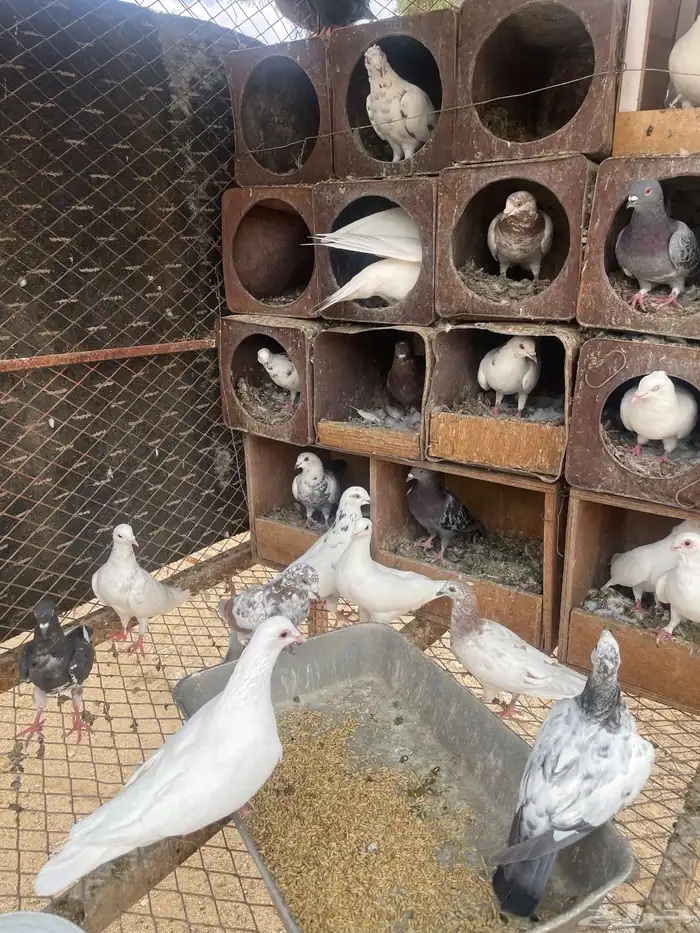 حمام مشكل 4