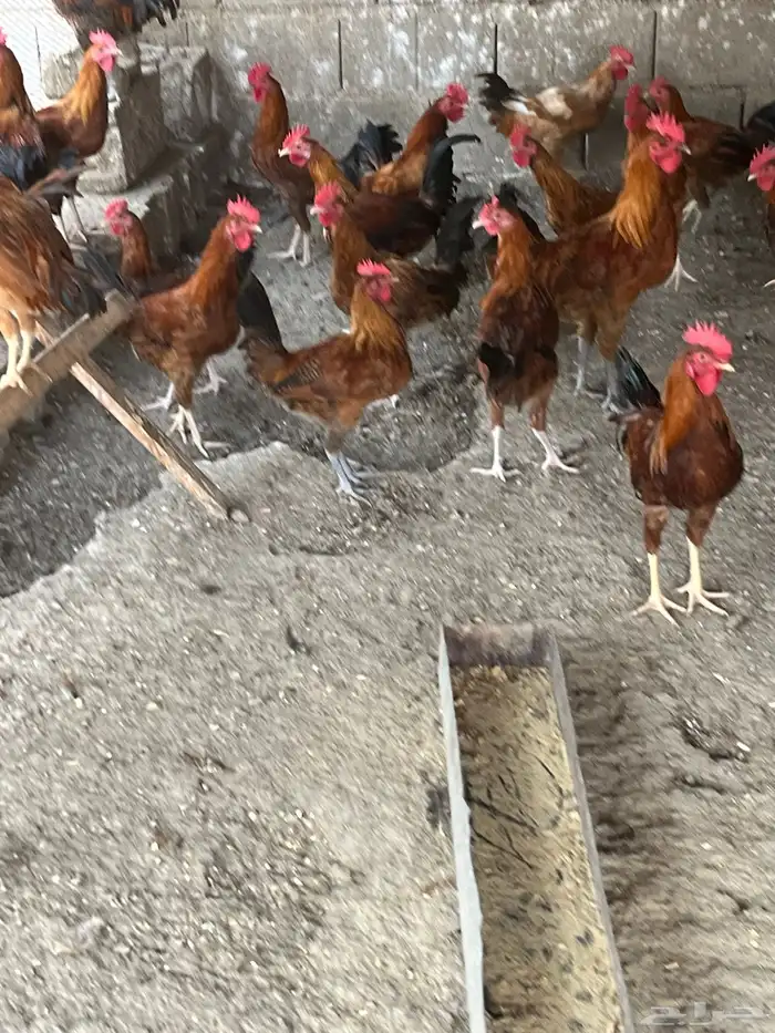 ديكه بلدي للبيع 2