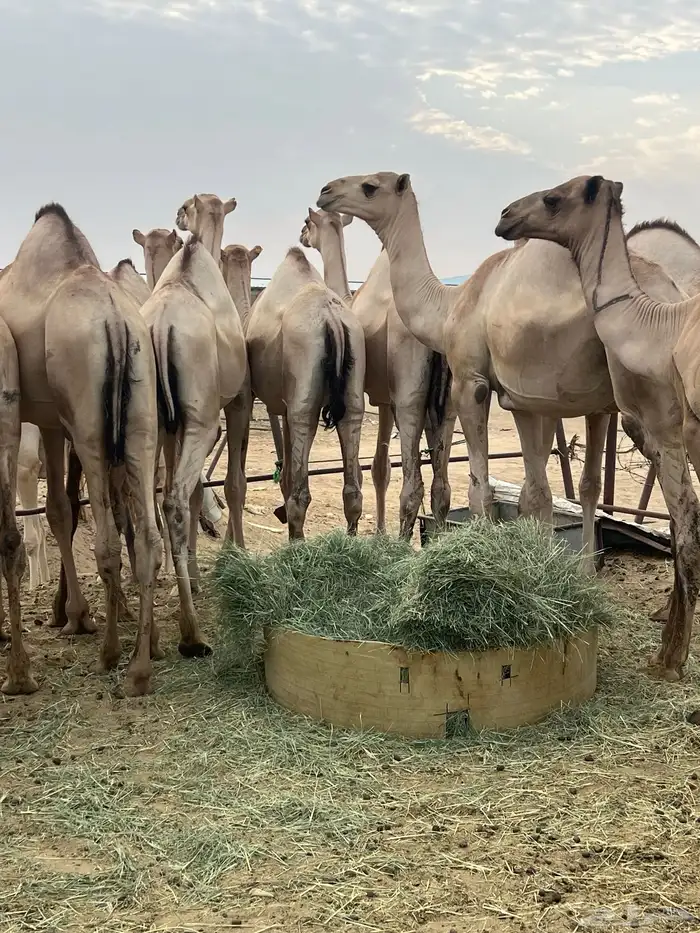 قعدان مفاريد كفو للبيع أتواصل 10