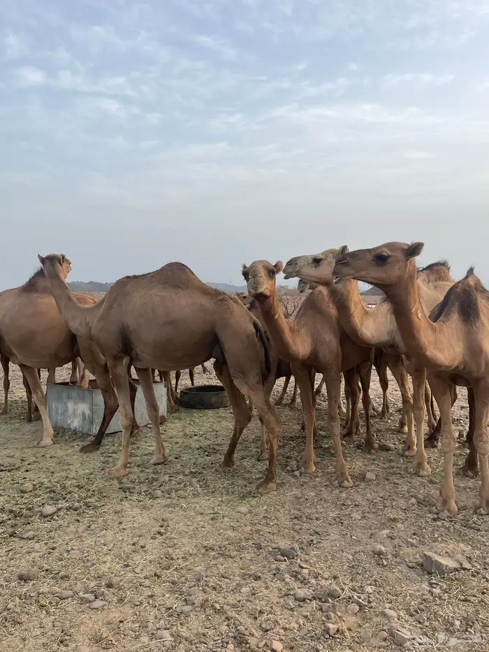 ابل بكار 11