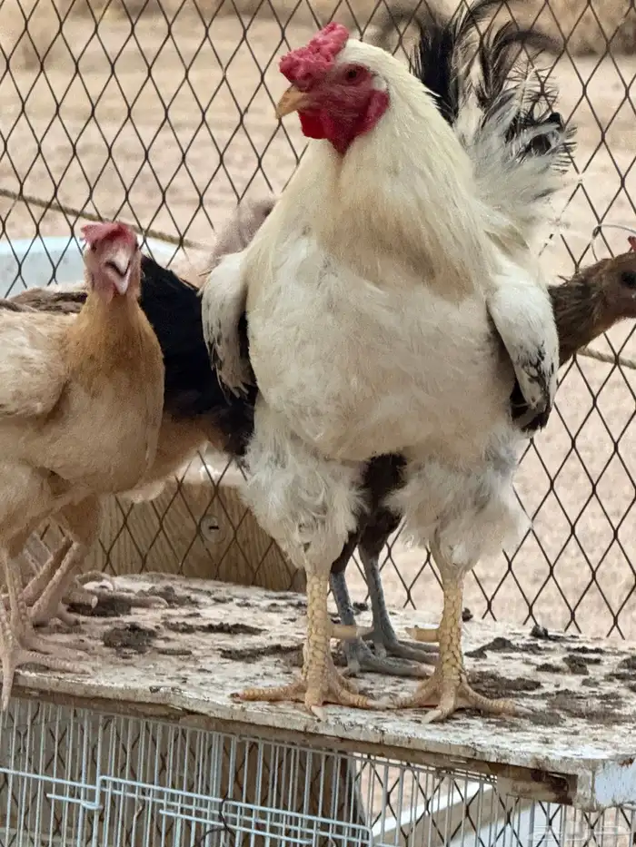 بيع أربع ديكة 3