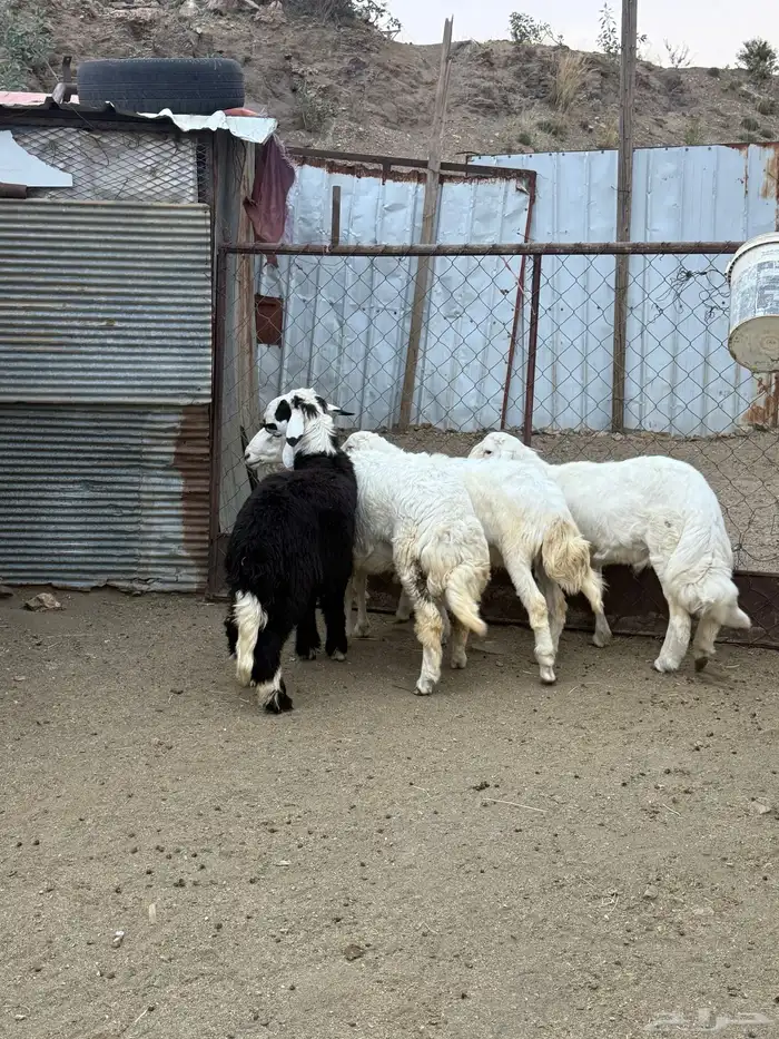 4   طليان جبره وفل شحم 2