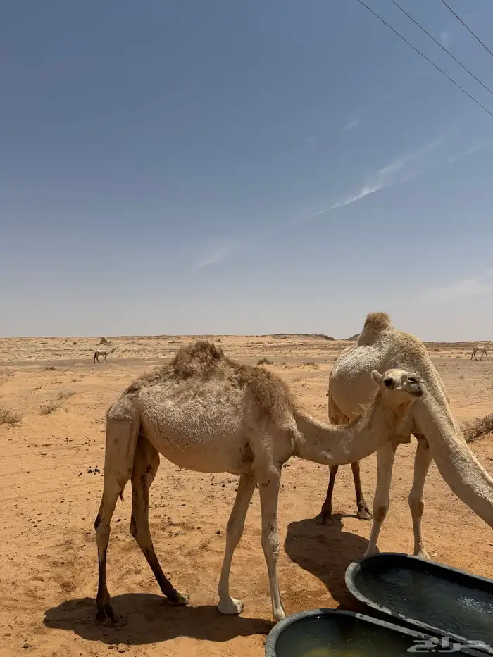 حشو طيبات 1