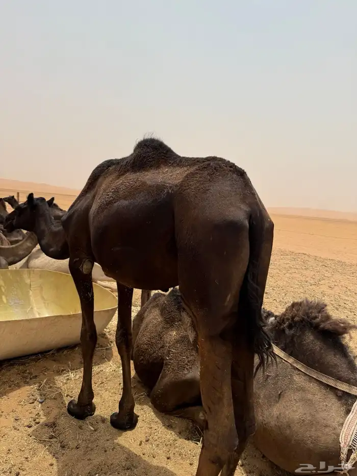 بكره قصب 6