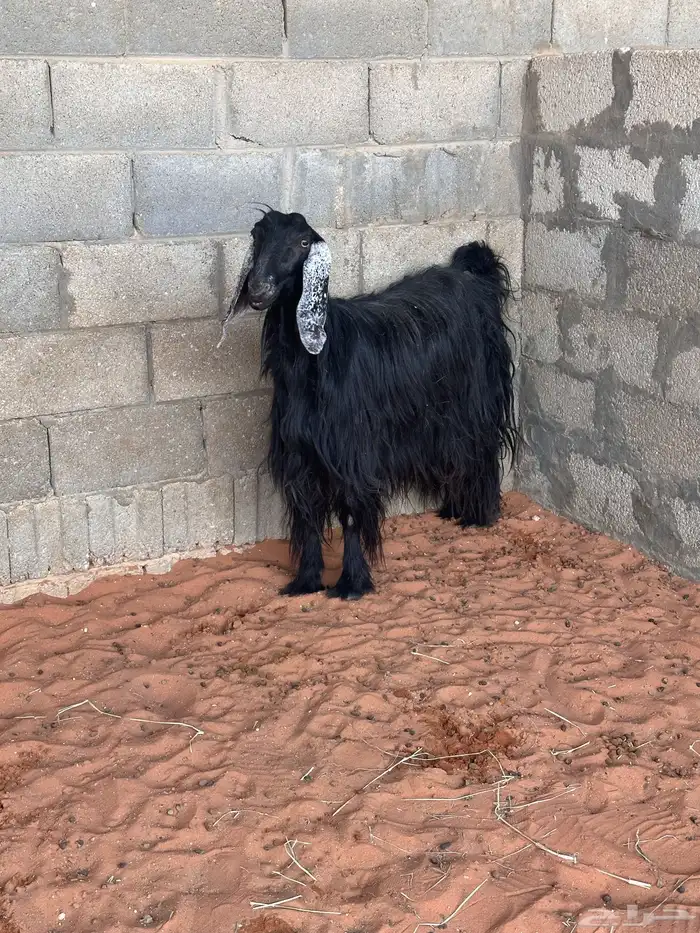 للبيع   ماعز 6