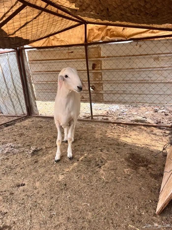خروف جذع مشروع 0