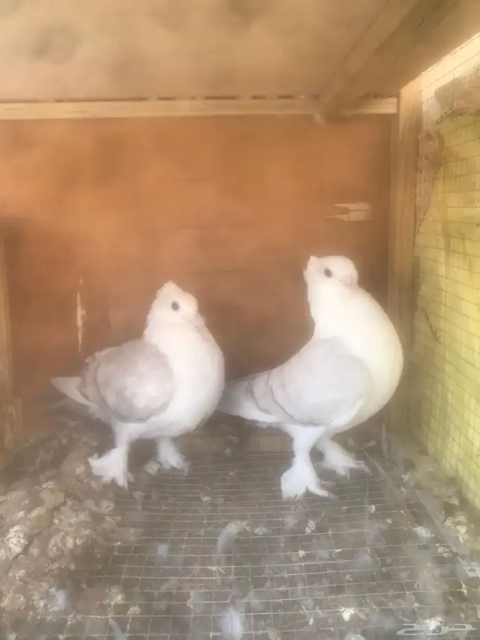 جوزين حب رمان 0