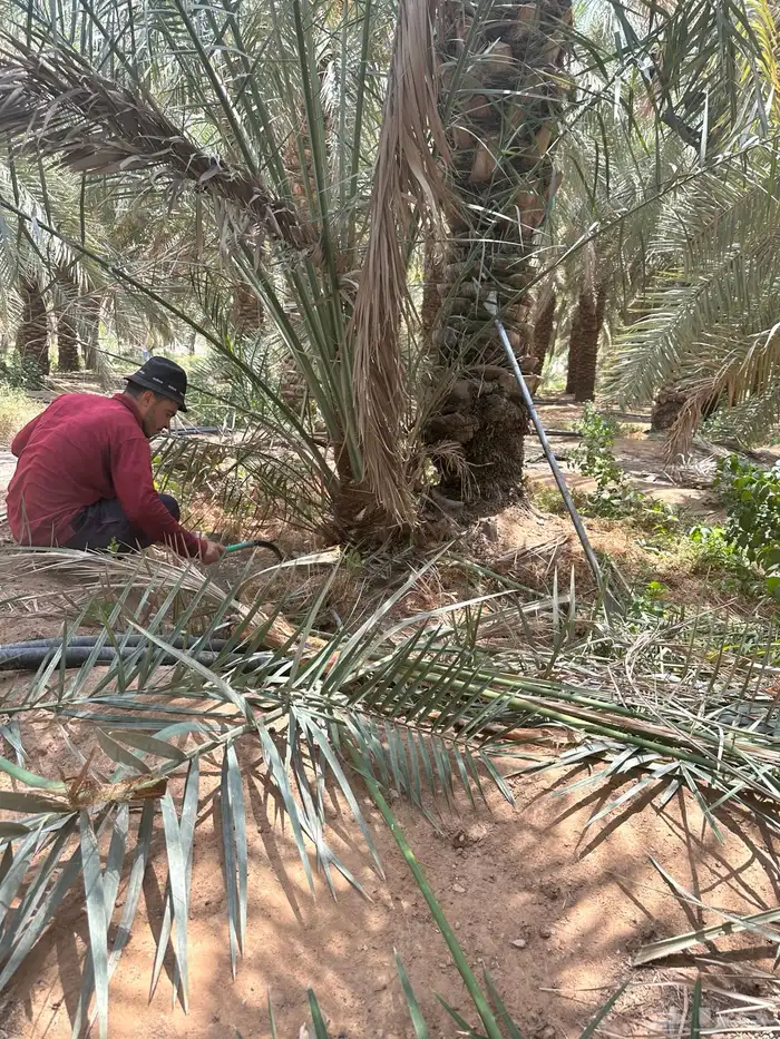 نخل مثمر يوجد كميات ومقاسات مختلفه الصامل يتواصل معي 3
