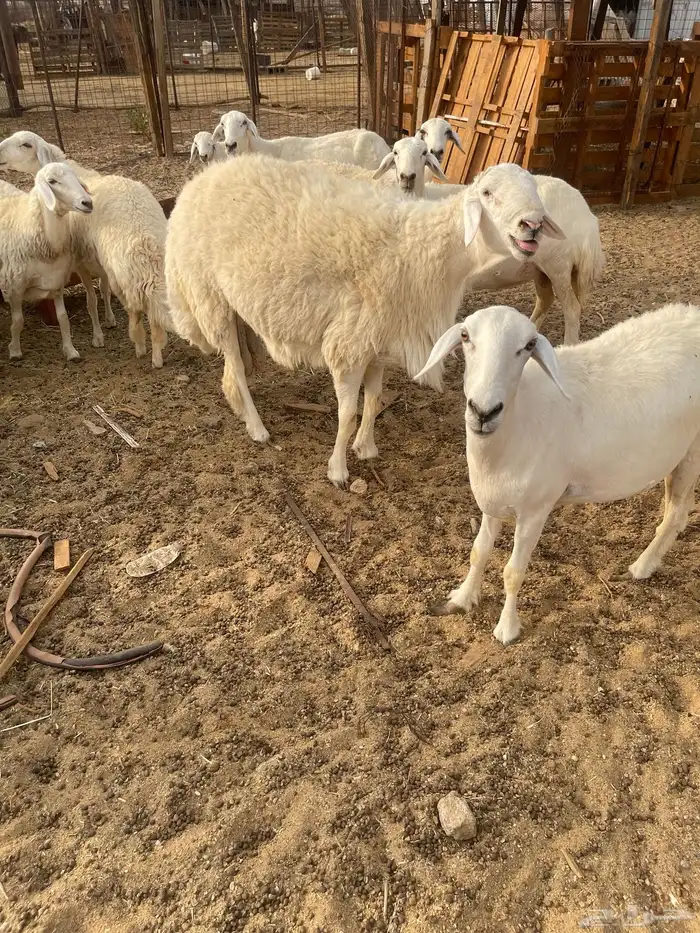 طلي توه اثنى جرم غير مشروط 6