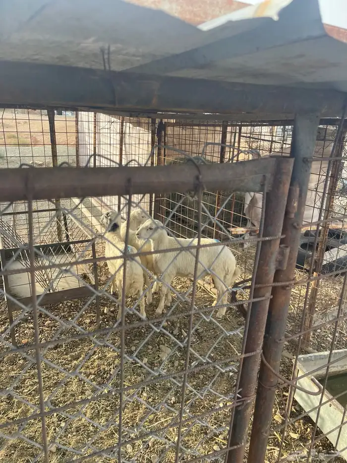 للبيع طليان العدد 3. الطايف 1