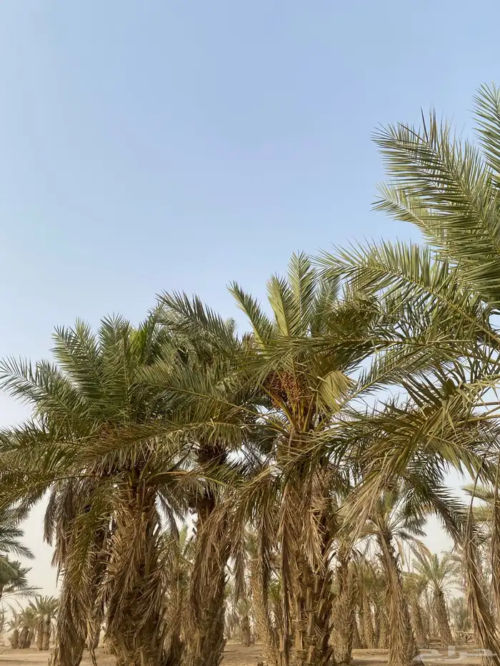 نخل للبيع 4