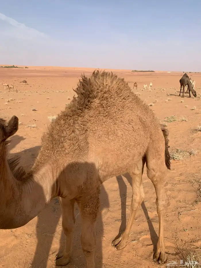 قعدان 2الوضح والشعل 0