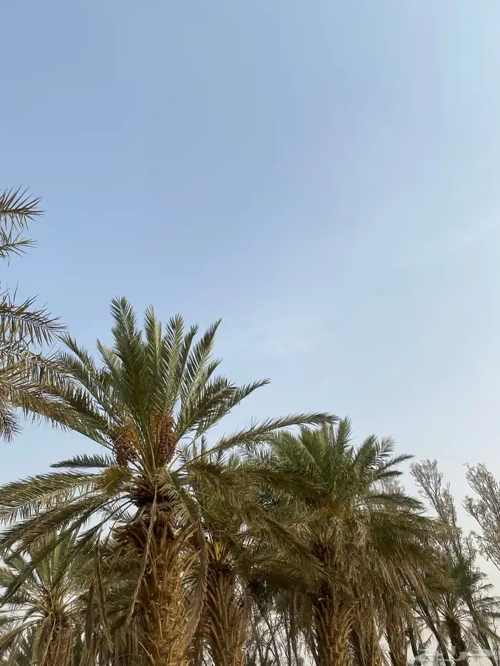 نخل للبيع 1
