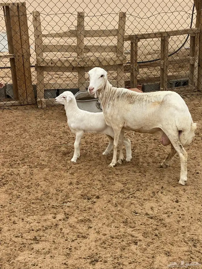 نعجه سديس عليها رخل 0