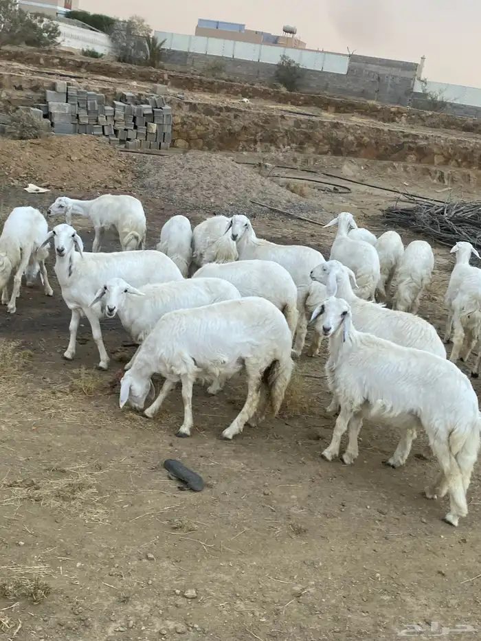 رخال للبيع 0
