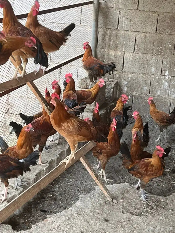 ديكه بلدي للبيع 1