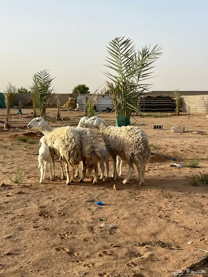 للبيع حريات 0
