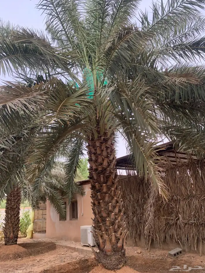 برحي حلوه حوشانه شهل 3