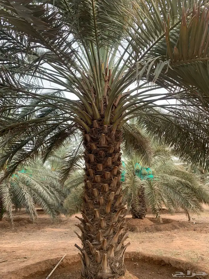 برحي حلوه حوشانه شهل 1