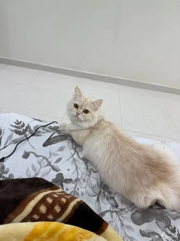 قط العمر سنه النوع شيرازي القط ماشاءلله لعوب تبني 0