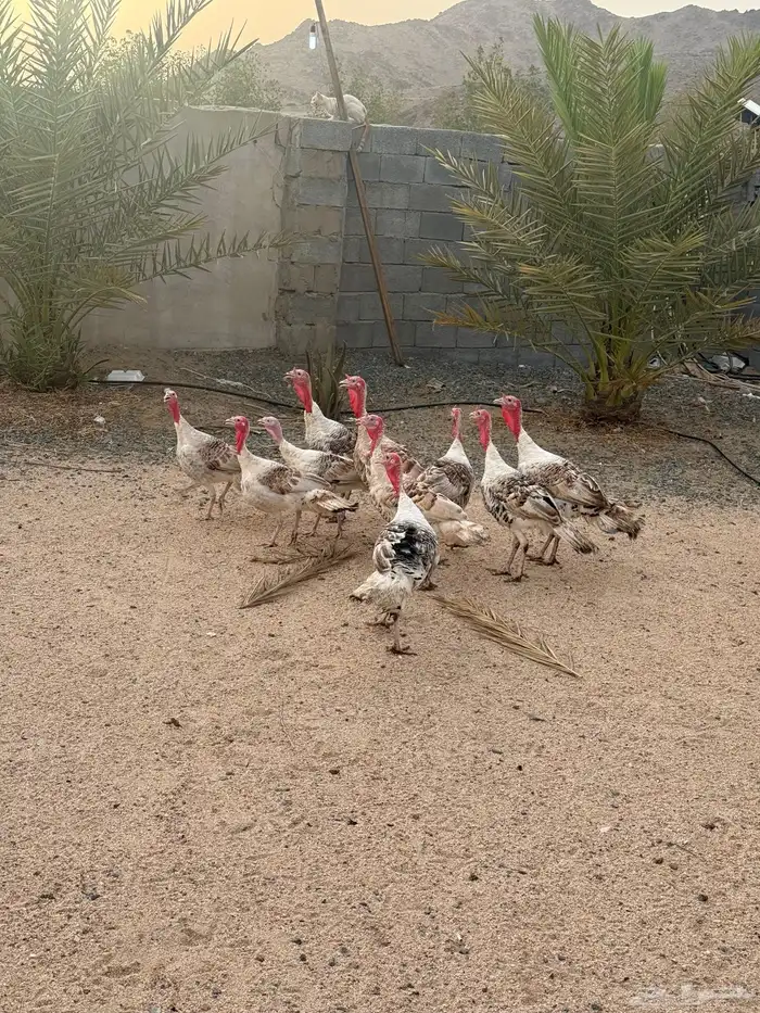 دجاج رومي 4