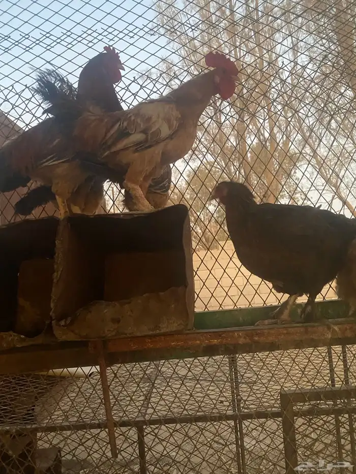 دجاج للبيع 0