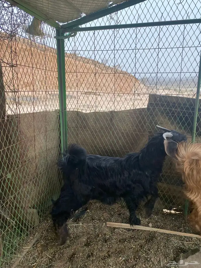 تيوس للبيع 2