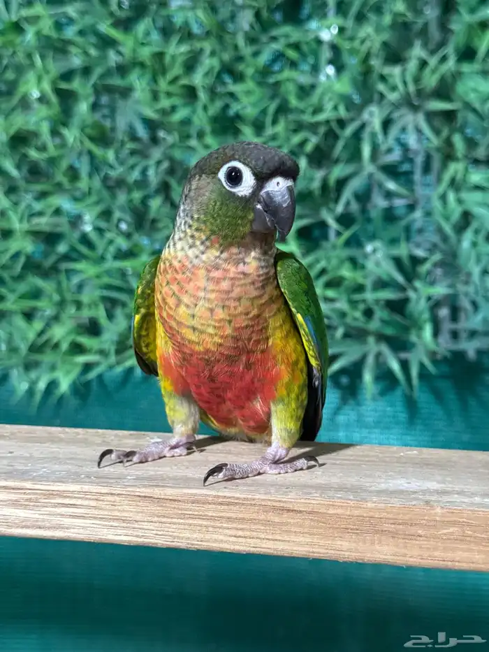 كنيور يلوسايد رد فاكتور اليف وهدد تم البيع 1