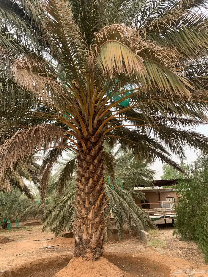 برحي حلوه حوشانه شهل 5