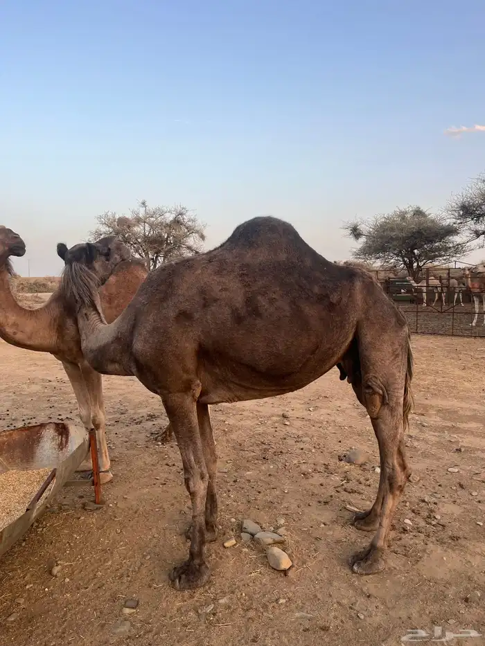 نياق لقاح 3