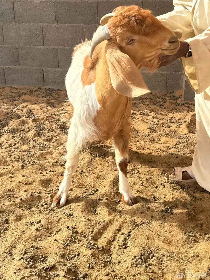 تيس 0