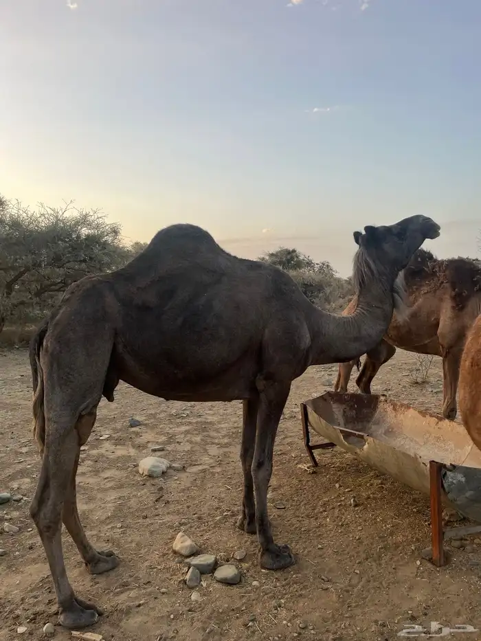 نياق لقاح 1