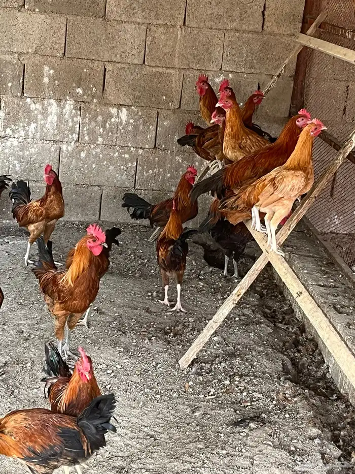 ديكه بلدي للبيع 0