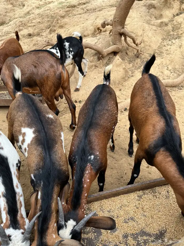 تيوس بلدي العمر من 5 الي 6 شهور 1