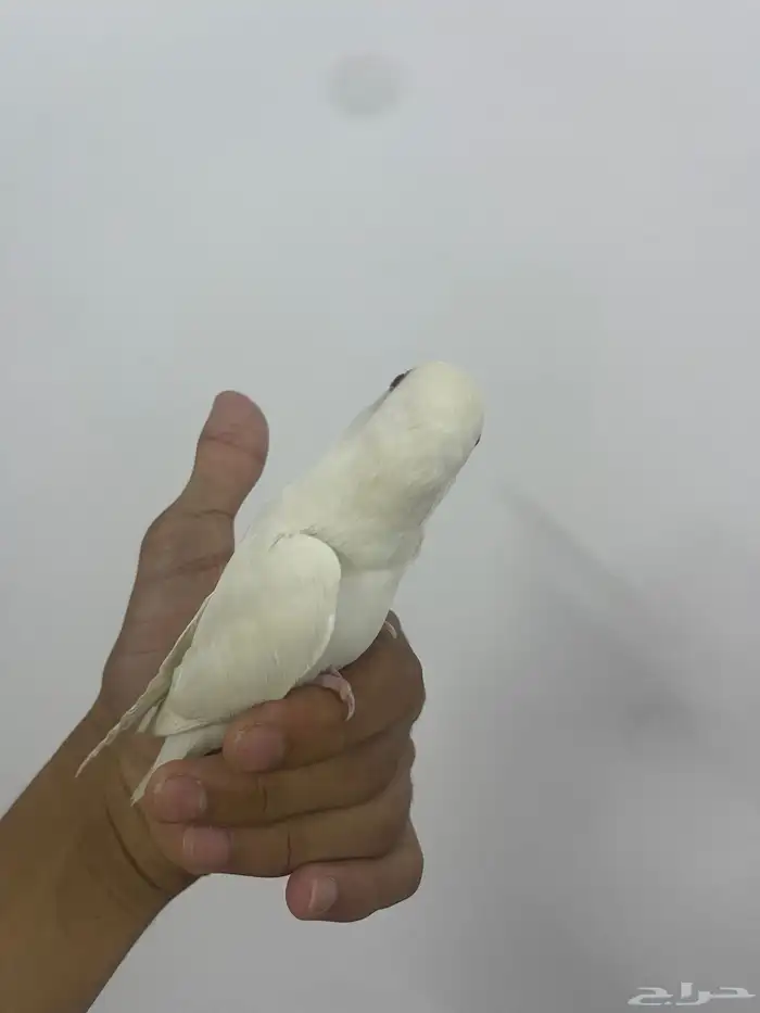 زوج روز البينو عيون حمرا اليف للبدل 3