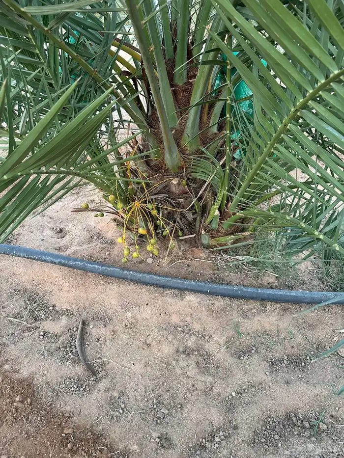 بقعاء 3