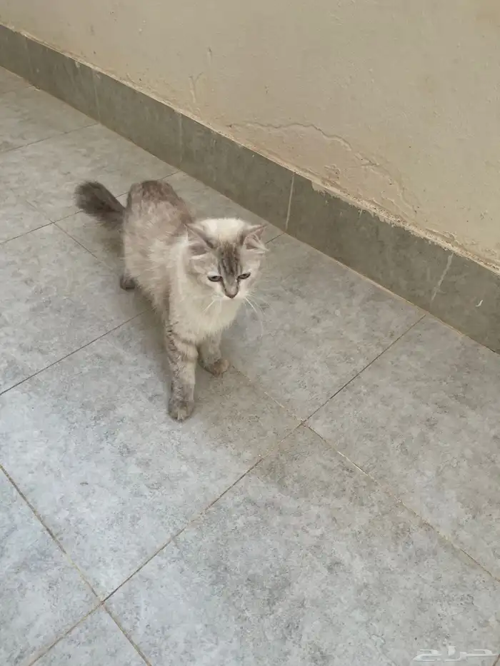 قطة قطط بسه بكامل أغرضها 1
